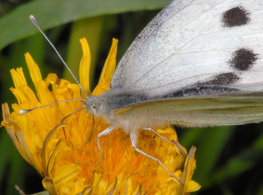 Pieris rapae show e sirfidi svolazzanti